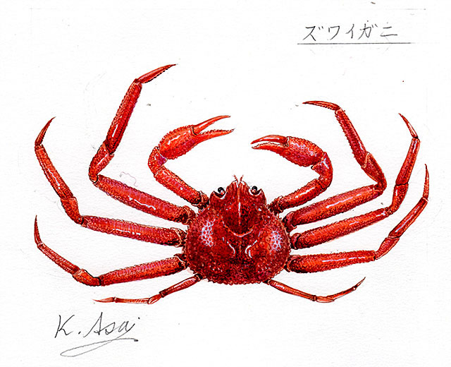 生物細密画（水彩）「ケガニ」 水彩画 生物細密画「イワガニの威嚇」 真作｜Yahoo!フリマ（旧