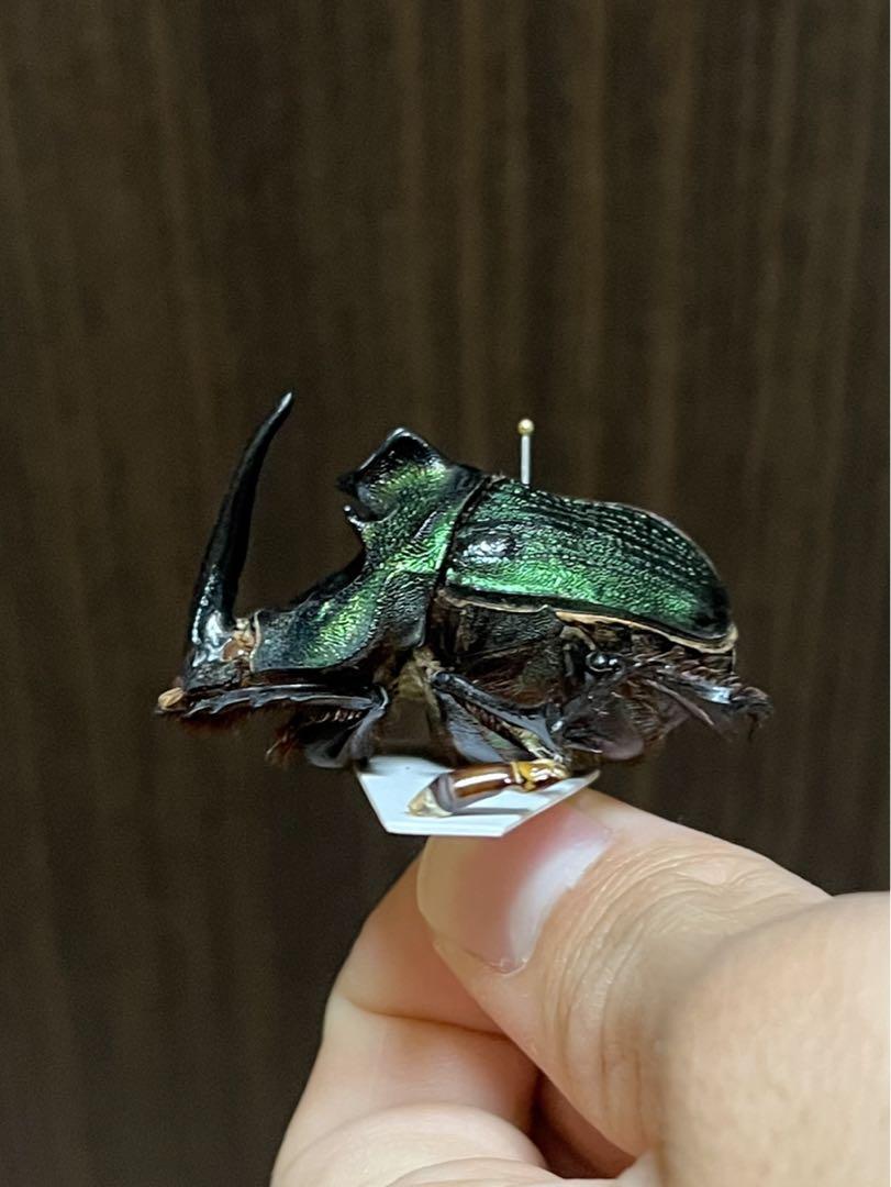特大 エンシフェルオオニジダイコク 昆虫標本（ダイコクコガネの