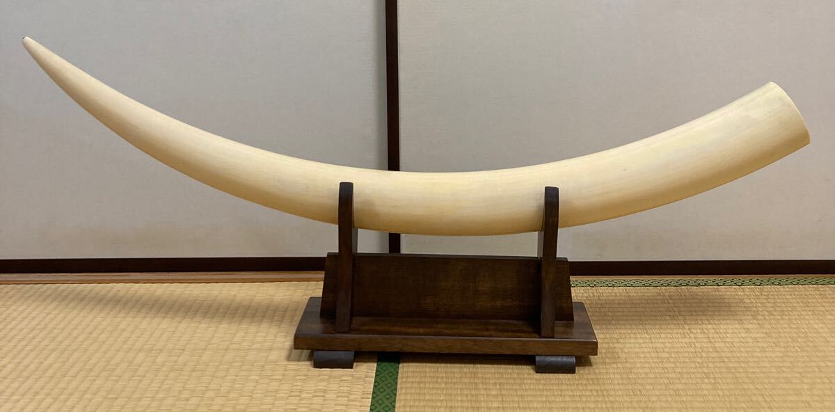 20cm 一牙象牙風 置物 象牙風 一本牙 オブジェ 置物（20cm 一牙象牙風 置物 （雪】天然