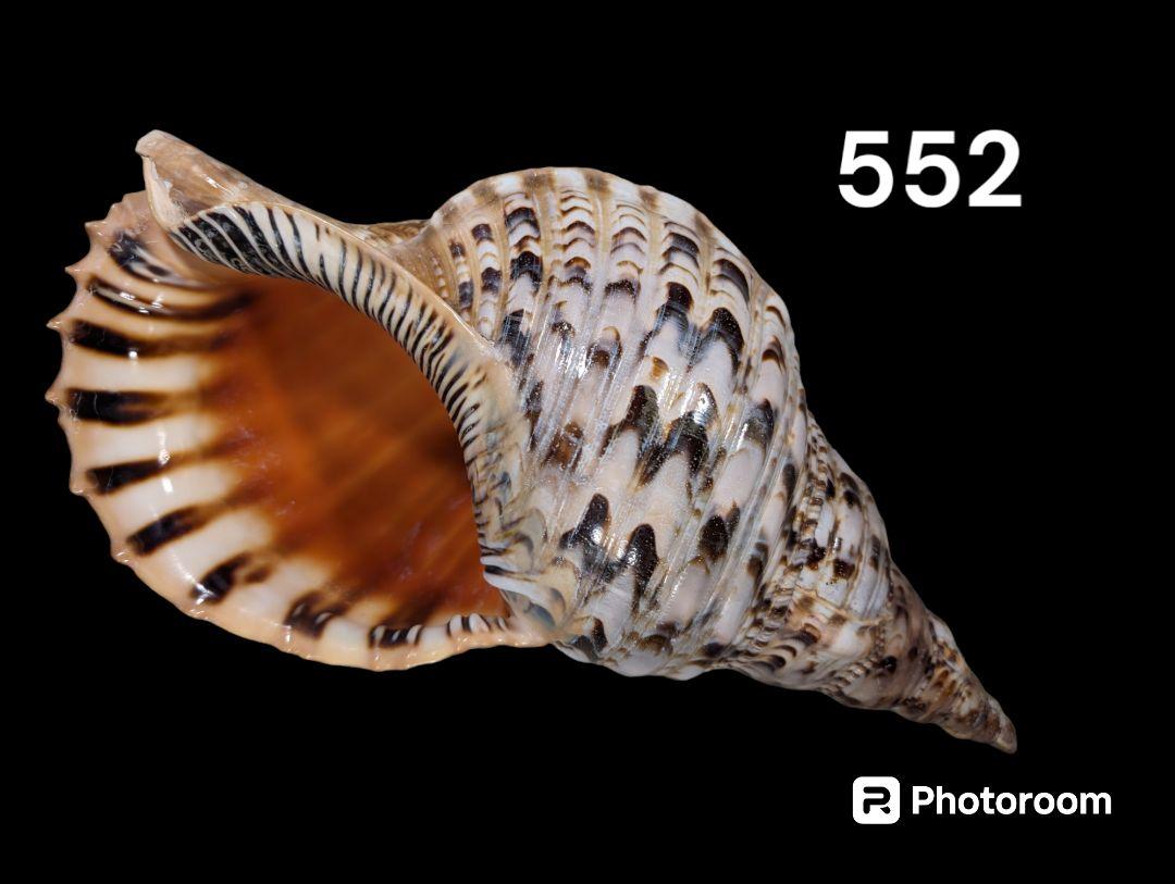 法螺貝・ほらがい・ホラガイ・37cm・No.552 （法螺貝 約39cm 1Kg
