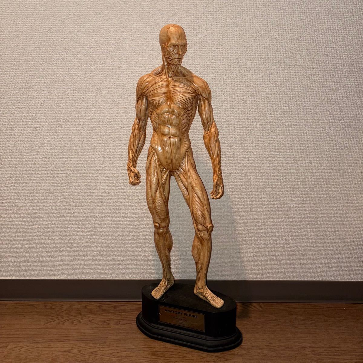 ANATOMY FIGURE アナトミー フィギュア 人体模型 彫刻 美術解剖