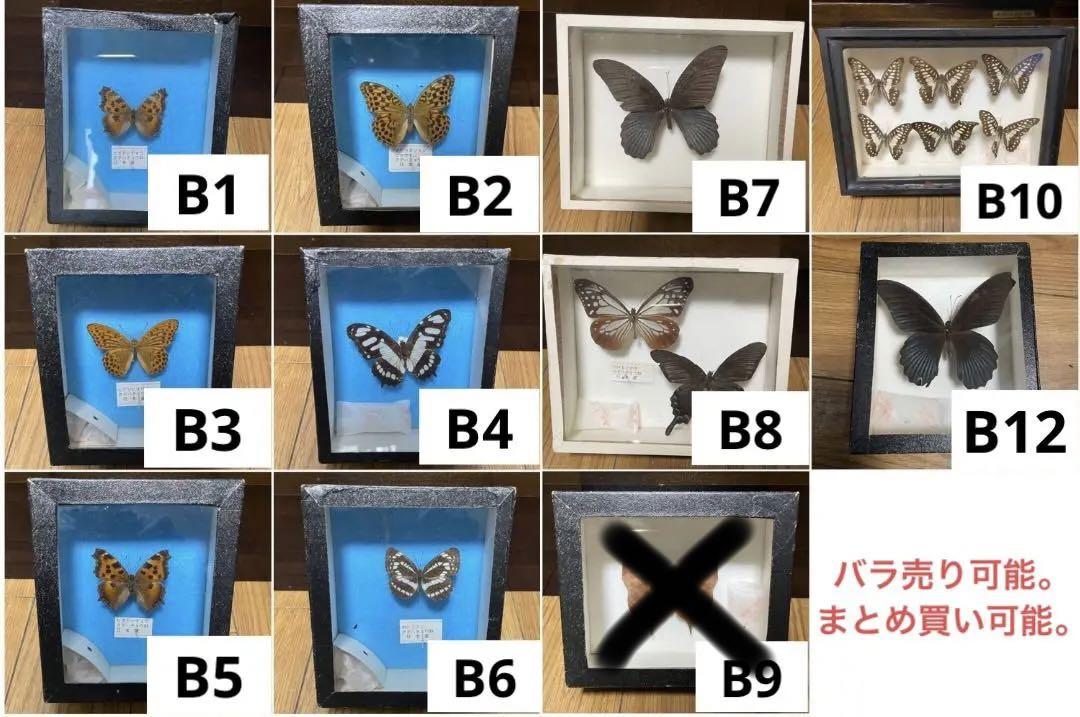 蝶の標本　ちいさめサイズ 蝶の標本 ちいさめサイズ （kabanedo 蝶の標本 （スカーフ