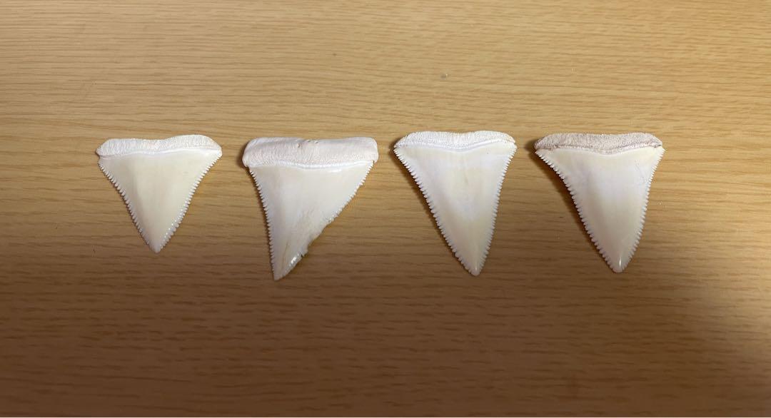 ホホジロザメの歯 特大44㎜　ホオジロザメ ホホジロザメの歯 特大44㎜ ホオジロザメ