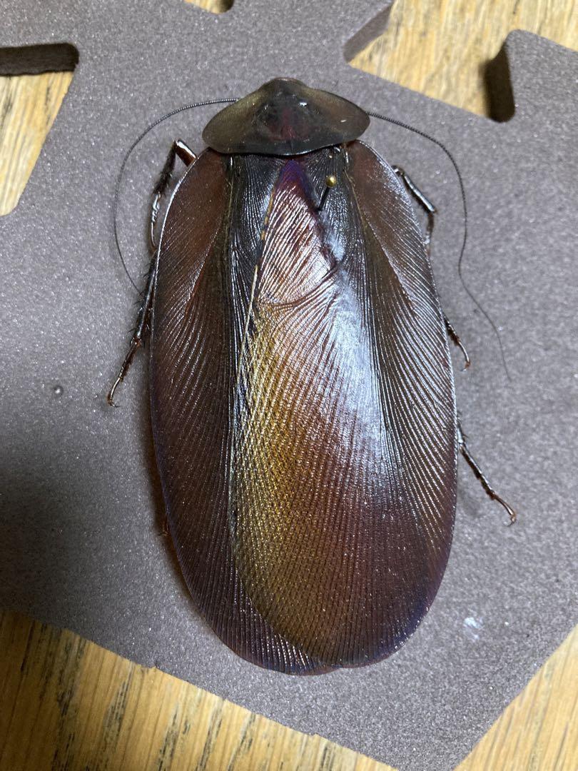 マンモスゴキブリ Megaloblatta 老い longipennis 標本