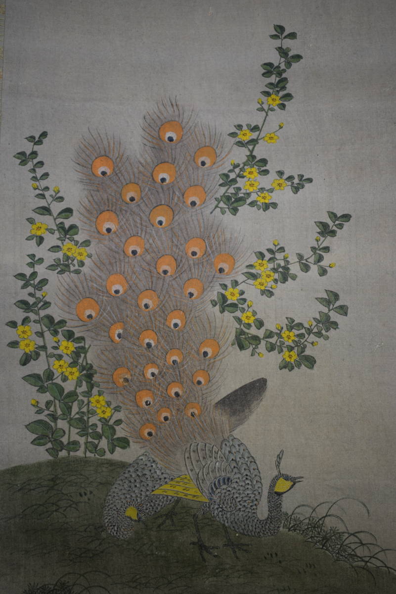 模写】/狩野常信/孔雀図/布袋屋掛軸HE-935 （模写/狩野常信/孔雀
