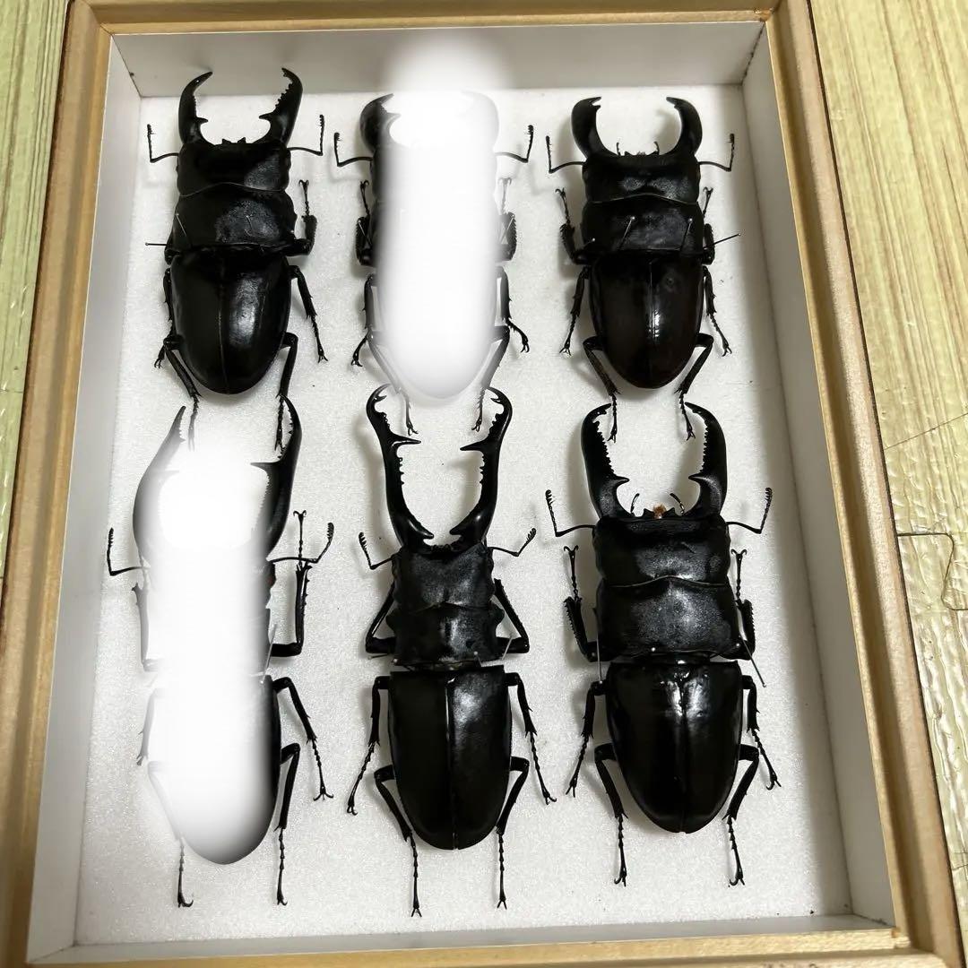 クワガタ、カブト虫標本セット 昆虫標本 カブト クワガタ 海外土産 - メルカリ