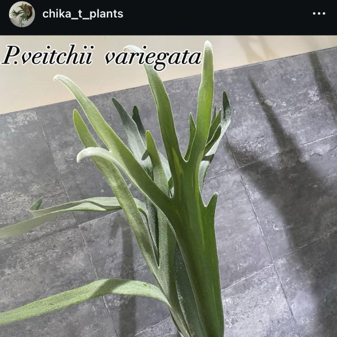 ビカクシダ 斑入り What a marvelous color! veitchii wild On auction now