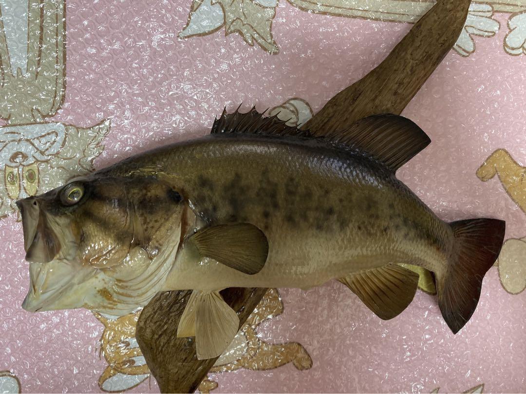 ブラックバス剥製 （魚類剥製 俺ん家 飛魚丸 - ブラックバスの剝