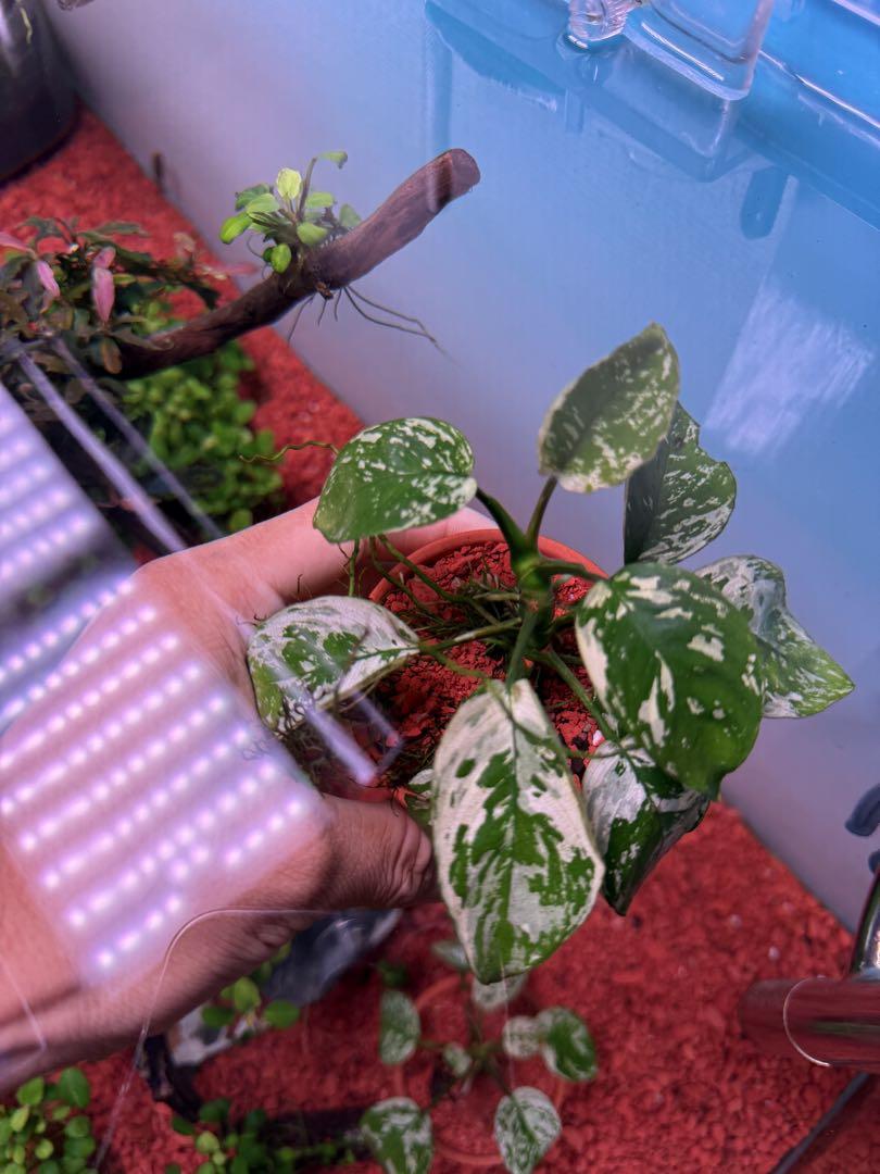 アヌビアスナナ　斑入りキング Anubias Variegated King アヌビアスナナ 斑入りキング Anubias Variegated King - メルカリ
