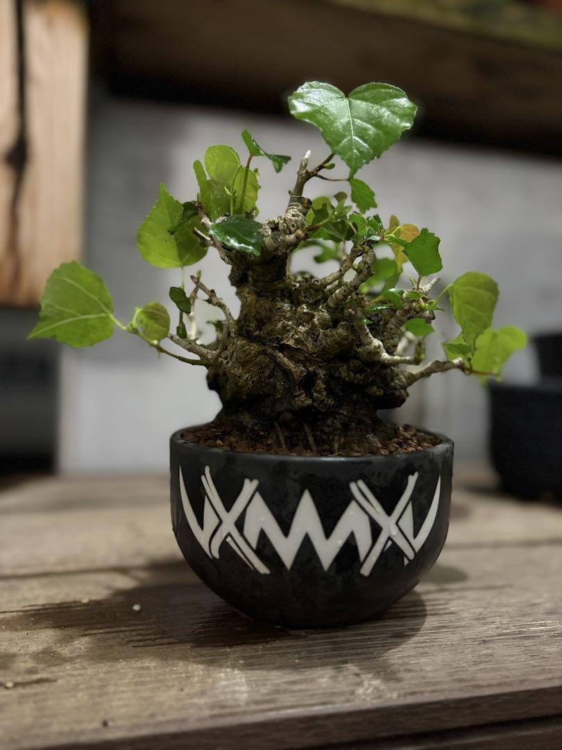 オオハマボウ ハート型の葉 珍奇塊根植物 琉球盆栽 （イボ