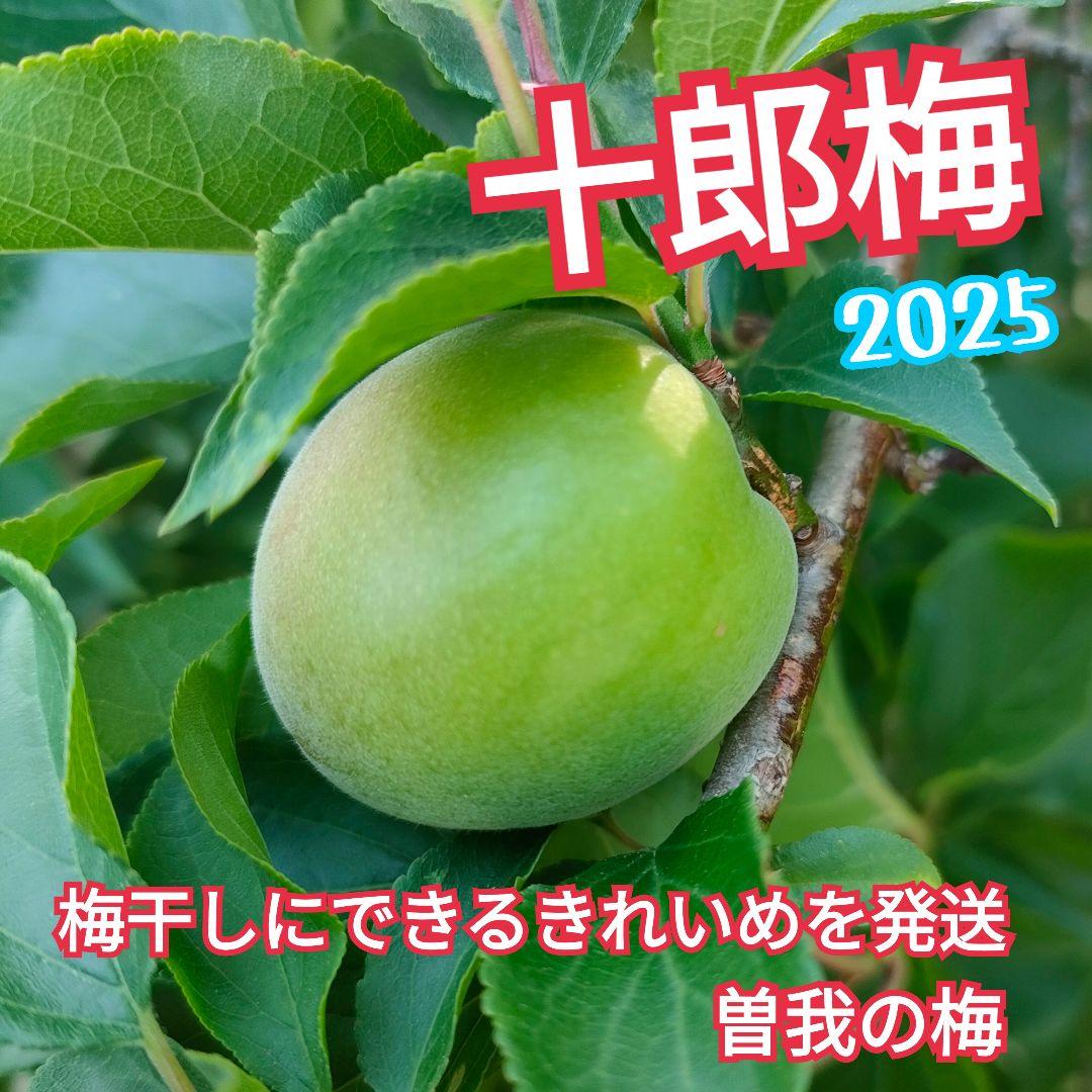 スケールモデル 新作 ♥️十郎梅♥️10キロ きれいめ 漬梅がいいと思います （しそ漬 フルーツ・果実