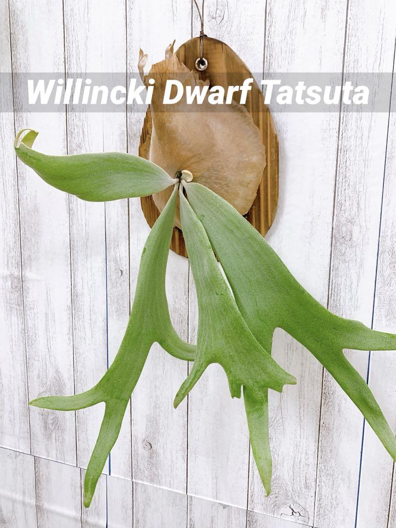 ビカクシダ Willincki Dwarf Tatsuta（子株）（willinckii dwarf