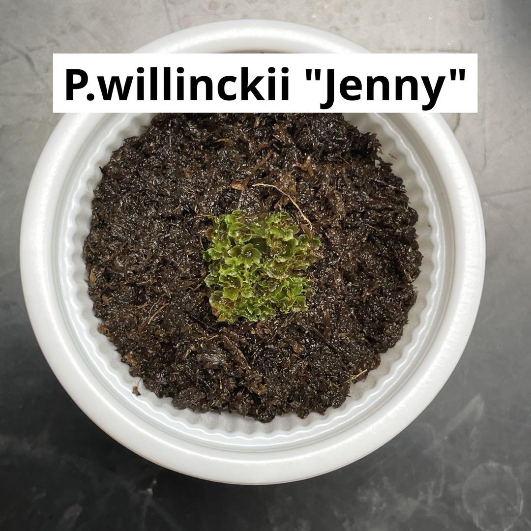 Panicsmileビカクシダ　Jenny 胞子　管理番号 B Panicsmile様専用ビカクシダ Jenny 胞子 管理番号 B - メルカリ