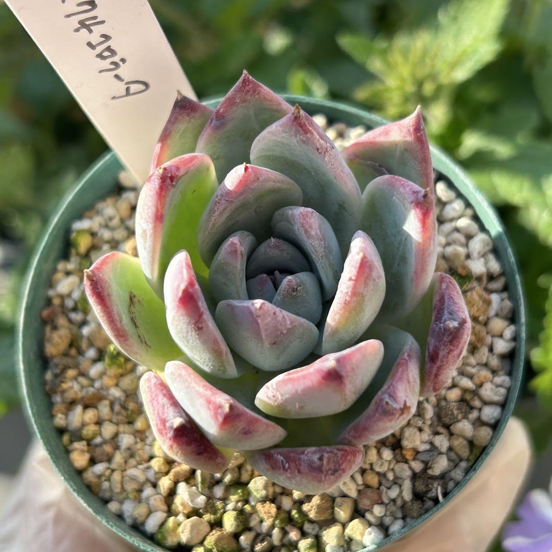 4 カリフォルニア輸入　コロラータNo.1  希少　多肉植物 コロラータ（1号） | TOMOZOO