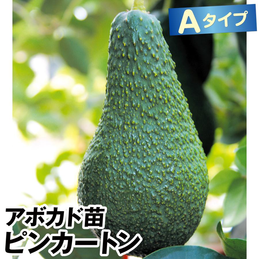 アボカド　ピンカートン　開花型Aタイプ ピンカートン アボカド Aタイプの特徴と育て方 | 苗木部の部室