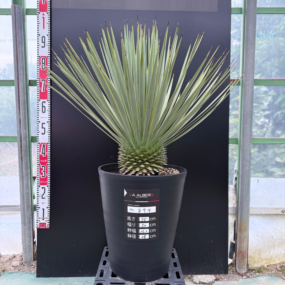 【AL900】ユッカ　ロストラータ　【在庫整理価格】古古ロスト　専用 AL894】ユッカ ロストラータ 促さ 【在庫整理価格】古古ロスト