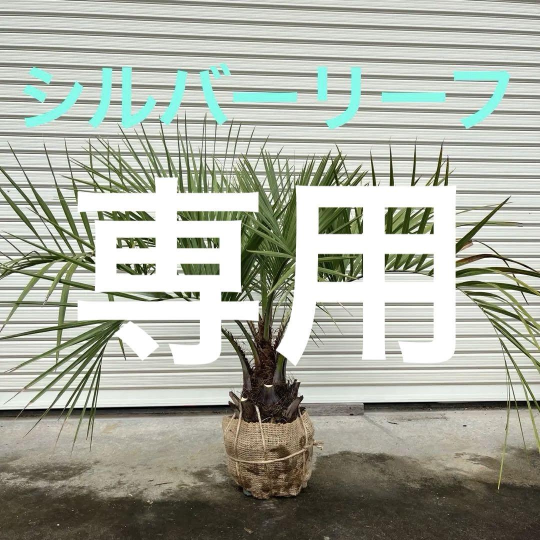 ココスヤシ 鉢下から90㎝ぐらい （ココスヤシ 鉢下から90センチ