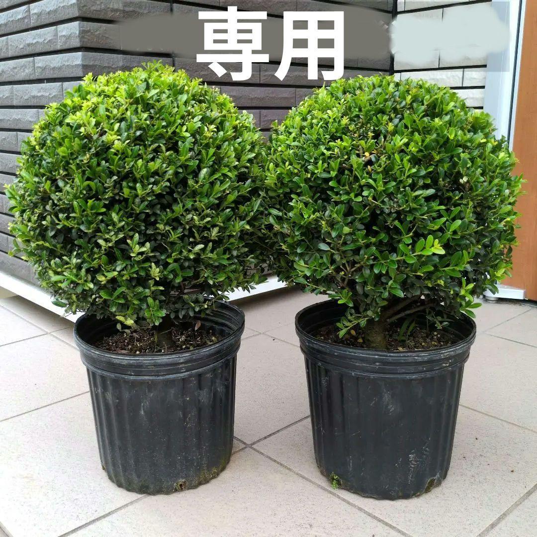 花木 庭木の苗 ツゲ レッドジェム 玉仕立て 8号鉢植え 2鉢