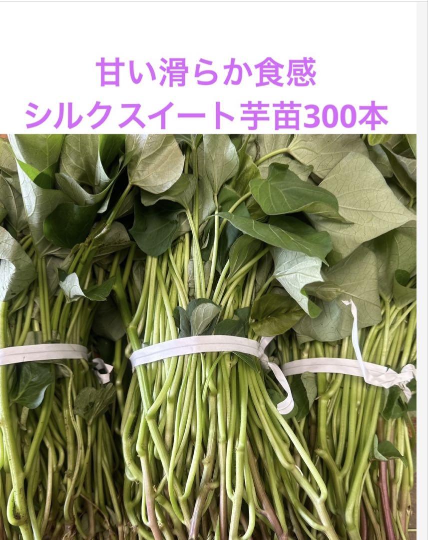 シルクスイート芋苗300本セール シルクスイート芋苗300本セール （国華園オンラインショップ
