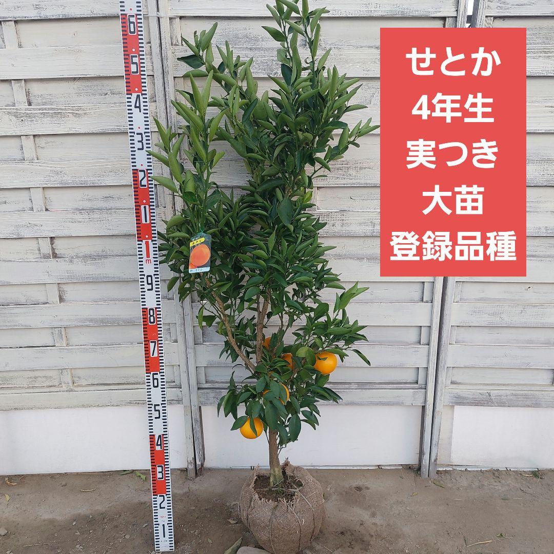がんもさま専用♬.*゜ せとか 4年生 実つき！大苗 登録品種 がんもさま専用♬.*゜ せとか 4年生 実つき！大苗 登録品種
