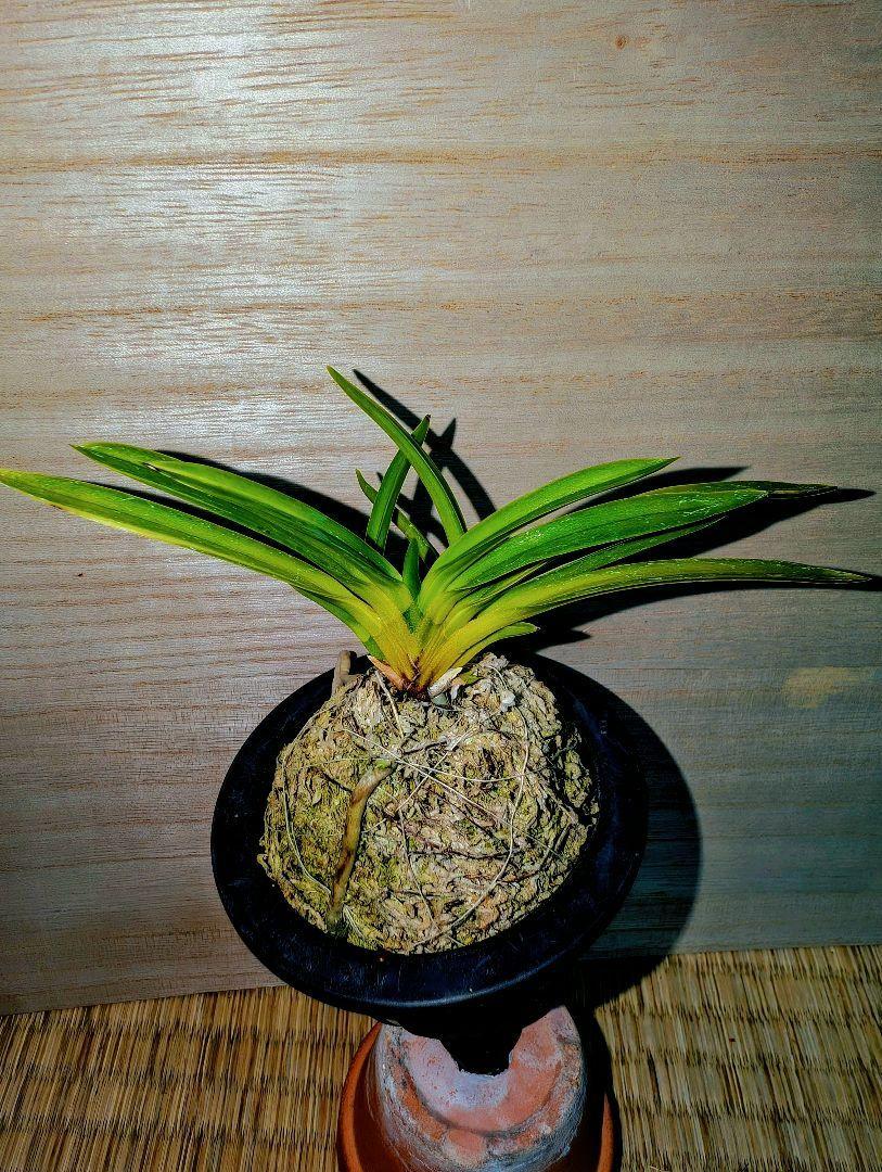 富貴蘭 高橋羆の縞 （熊川羆（縞） | 富貴蘭の楽しみ方）