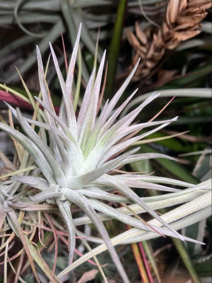 Tillandsia Pauiensis wild clone 速達発送 Tillandsia Pauiensis wild clone 速達発送