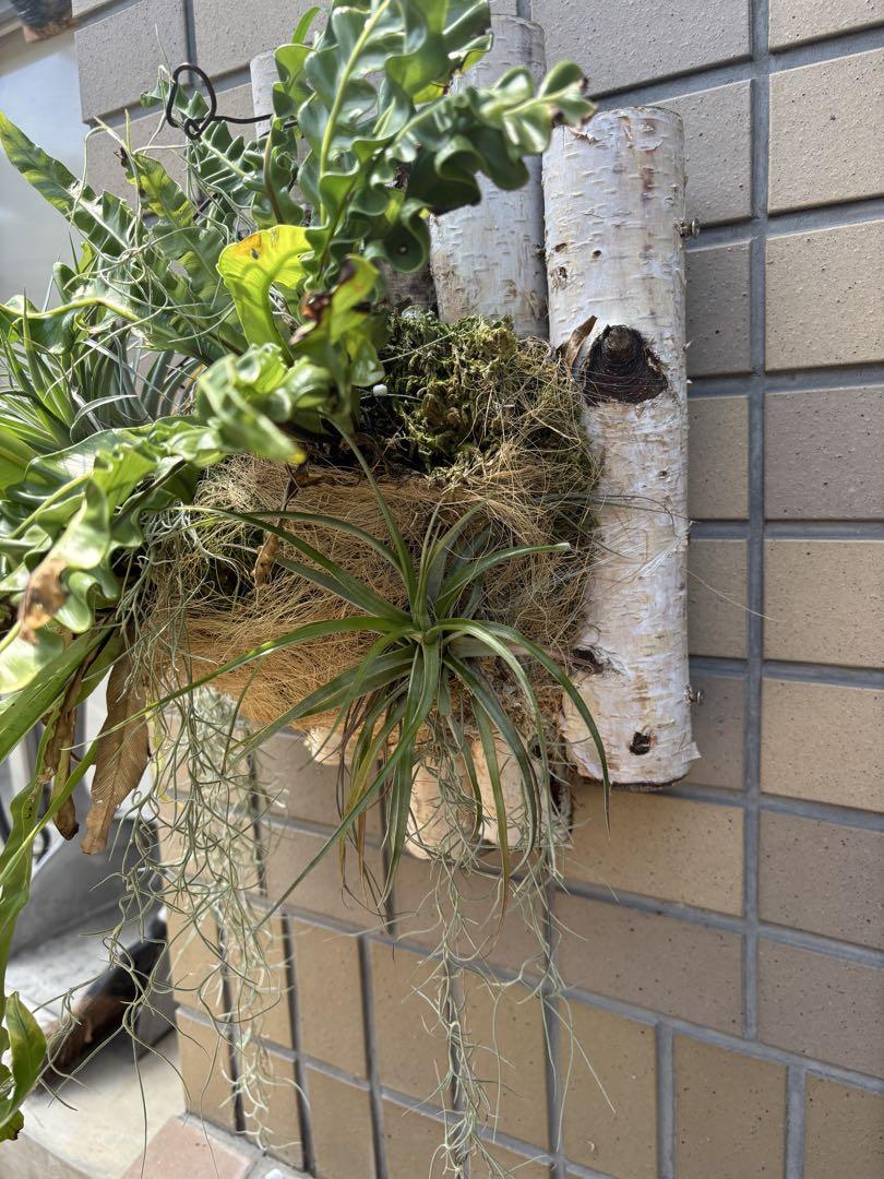 観葉植物寄植え　着生エアープランツ アスプレニウム壁掛け植物 観葉植物寄植え 着生エアープランツ アスプレニウム壁掛け植物