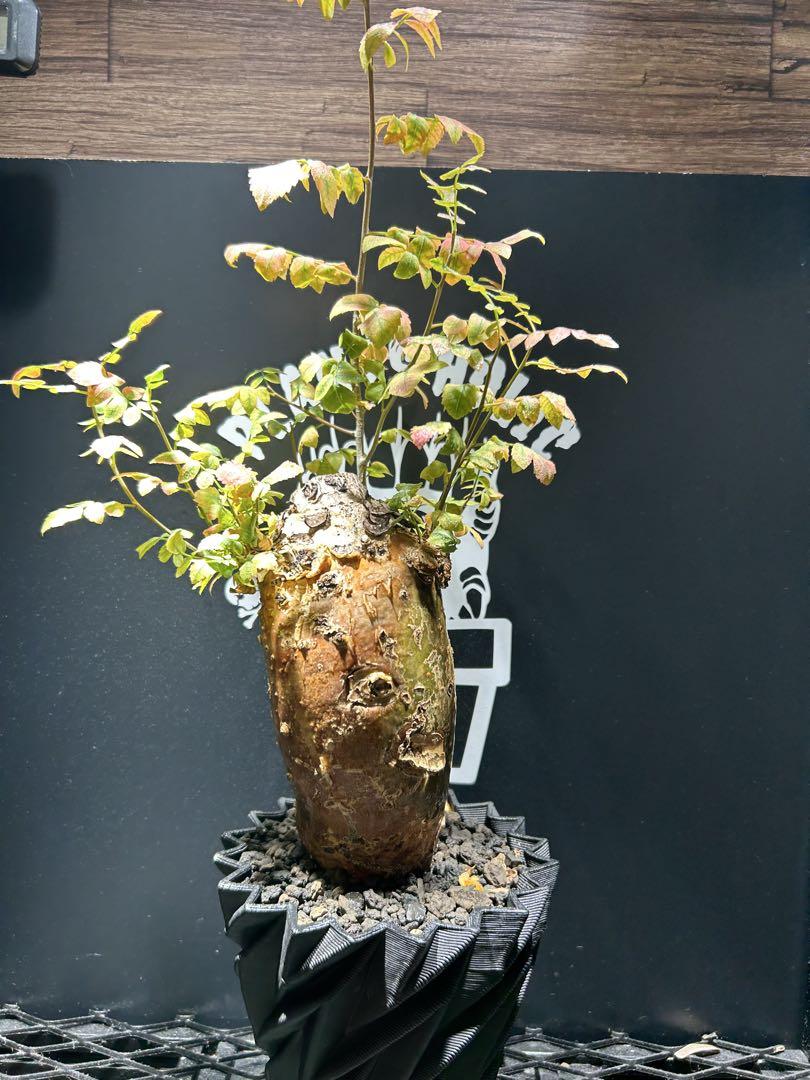 ブルセラファガロイデス ブルセラ ファガロイデス | hanayoshi-botanical