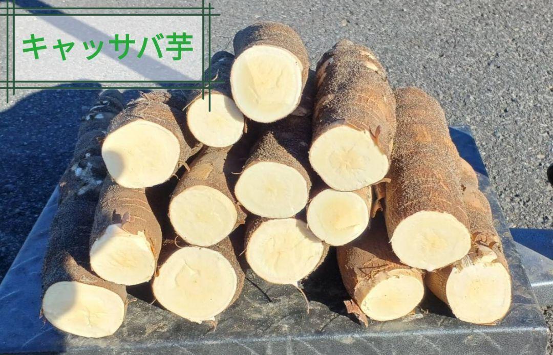 【採れたて直送】静岡県産の黄色甘味種キャッサバ芋20ｋｇ #mandioca 採れたて直送】静岡県産の黄色甘味種キャッサバ芋20kg （秋が
