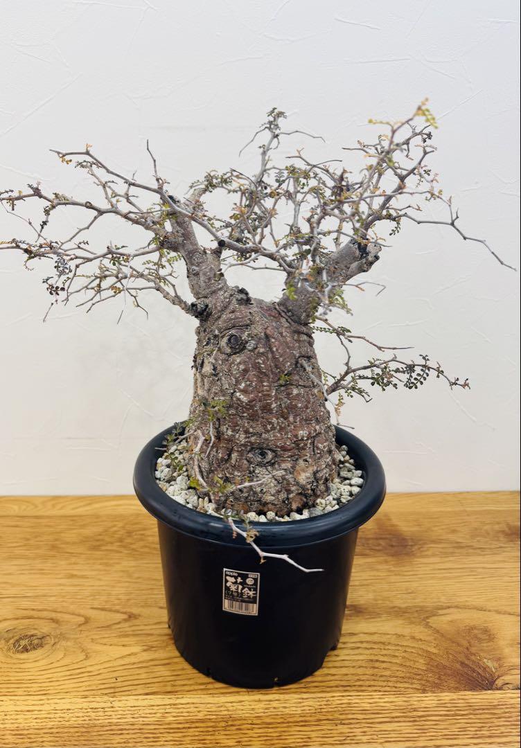 【鉢植えのまま発送】オペルクリカリア・パキプス 現地球 特大 鉢植えのまま発送】オペルクリカリア・パキプス 現地球 特大（31