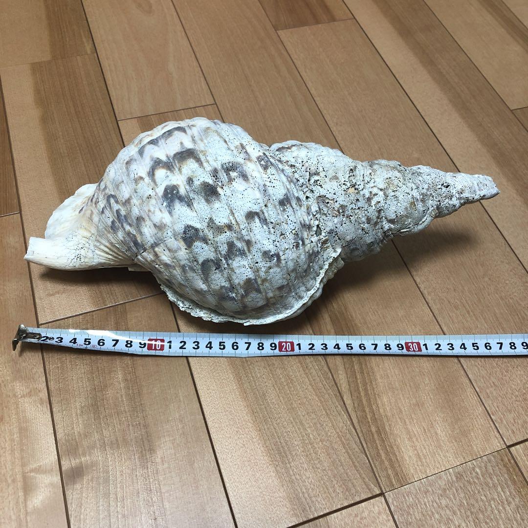 法螺貝、ホラ貝、ホラガイ、貝殻、38cm 魔除け　インテリア　天然法螺 法螺貝、ホラ貝、ホラガイ、貝殻、38cm 魔除け インテリア 天然
