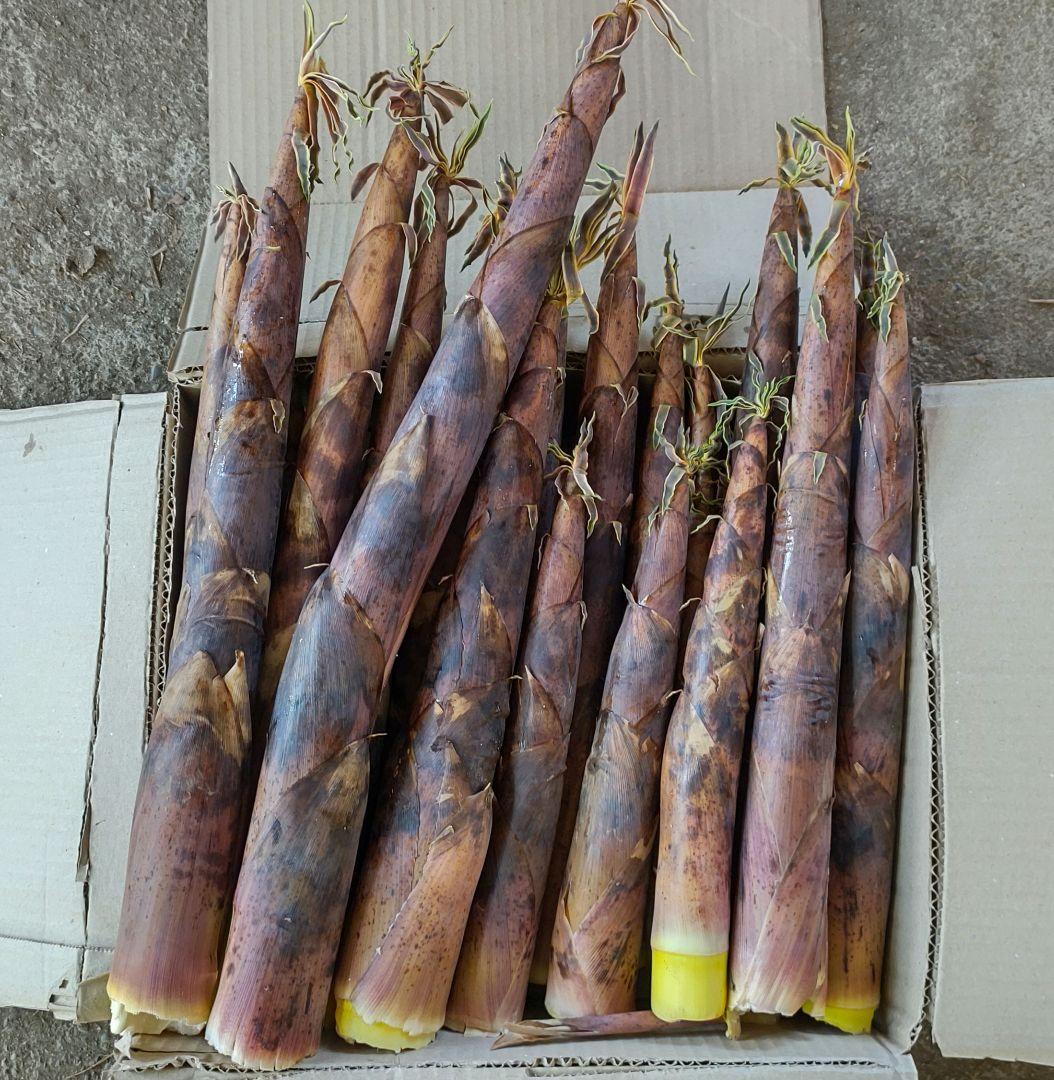 ぷてくん専用出品 大大ベテラン様向け 古参竹 五三竹 箱込み10