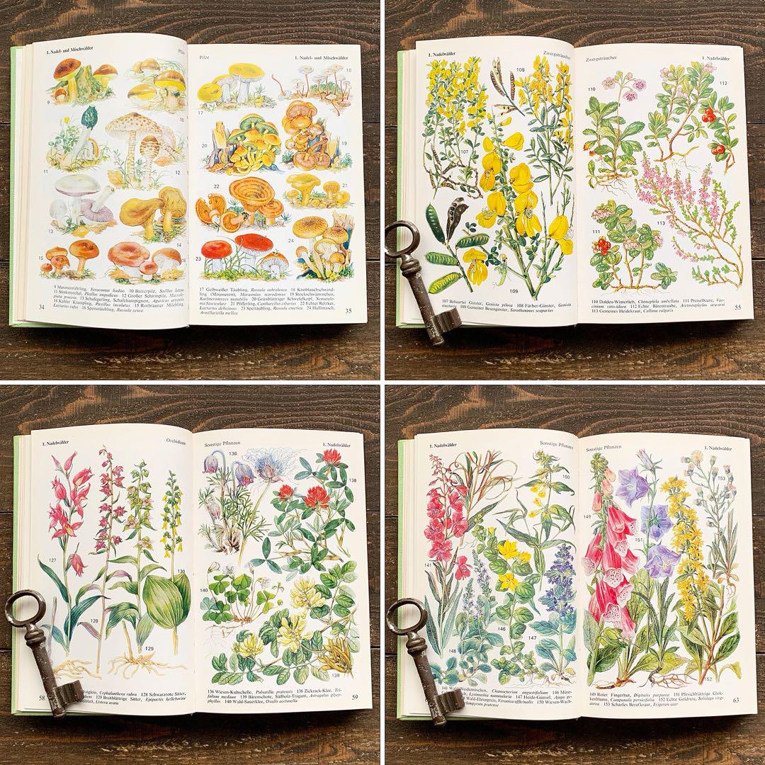 42⑦ドイツ人気希少植物画　植物図鑑　洋書　古書　ボタニカルアート 42⑦ドイツ人気希少植物画 植物図鑑 洋書 古書 ボタニカルアート