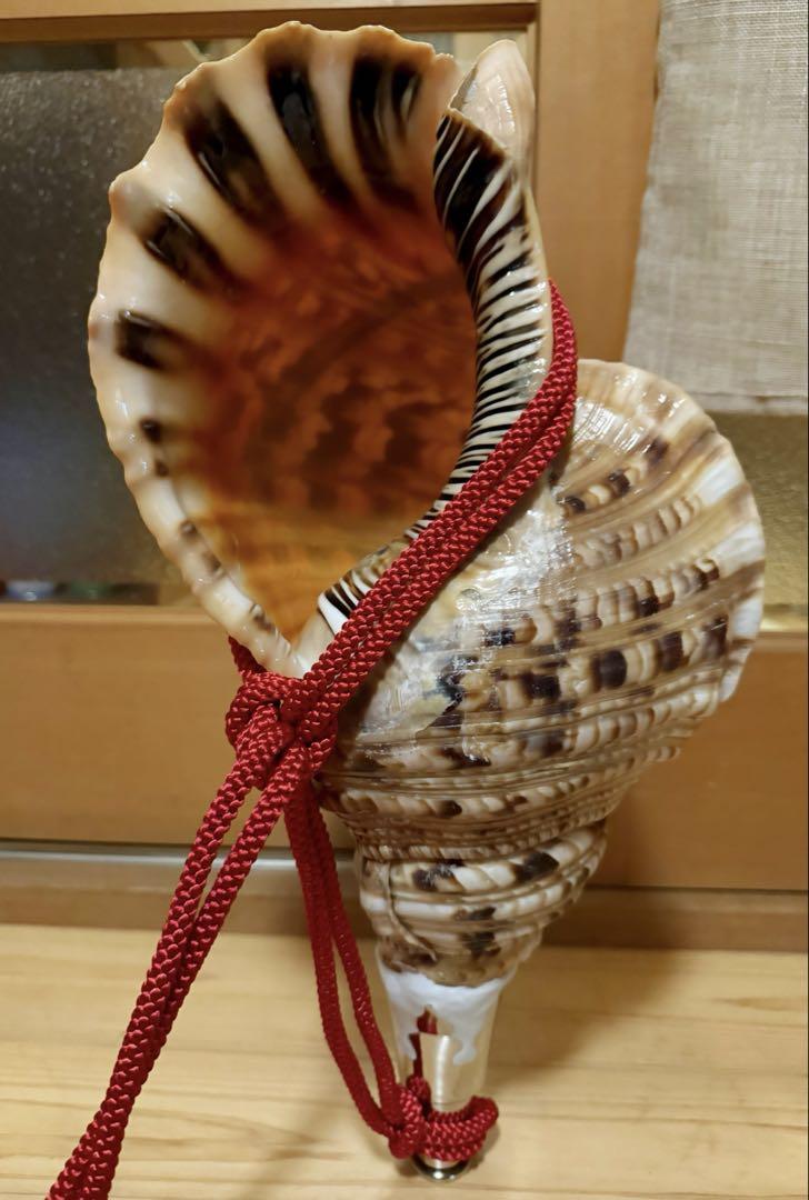 希少特大44㎝修験道法螺貝 山伏 密教 魔除け 熊よけ 赤紐付き