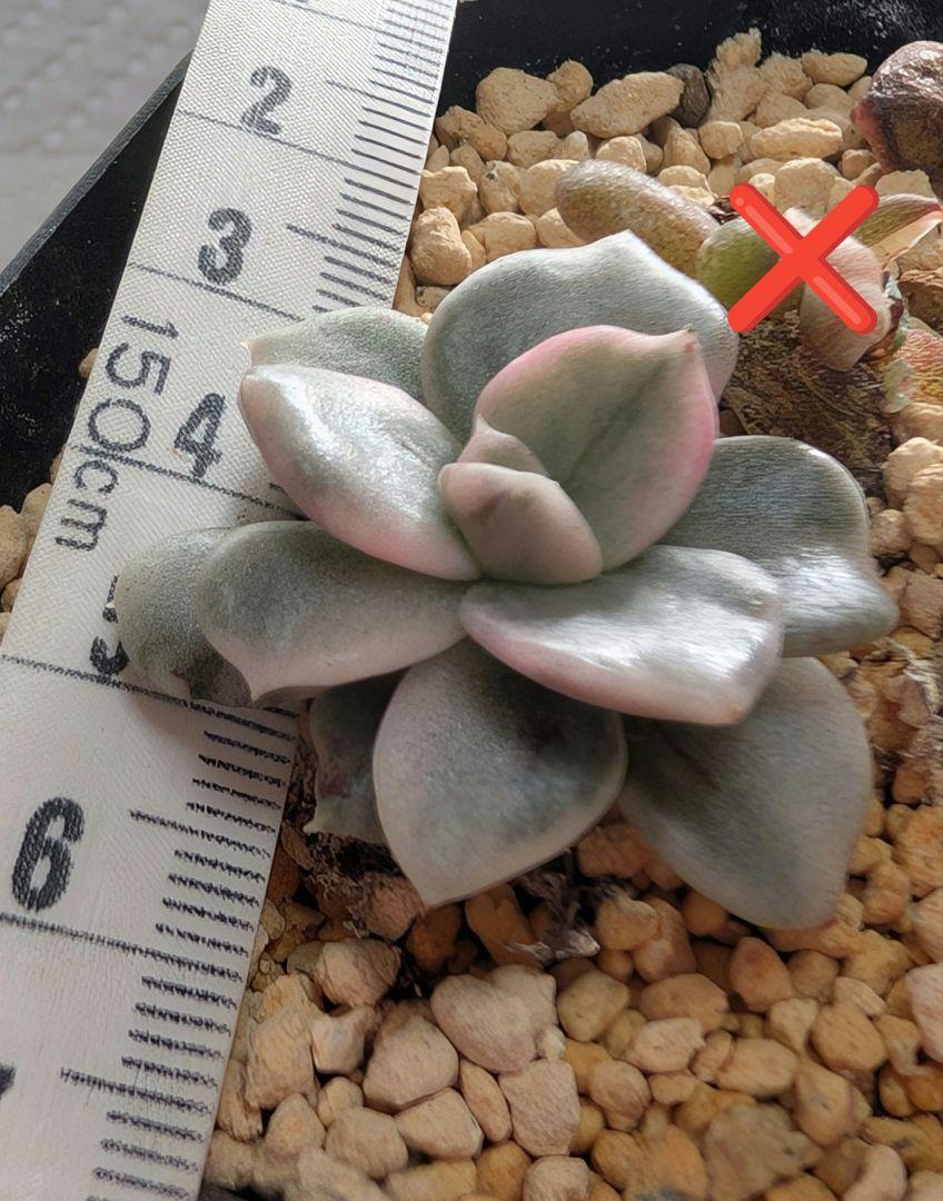 多肉植物 ミルキープリンス錦 カット苗 ネコポス発送（最新 楽天