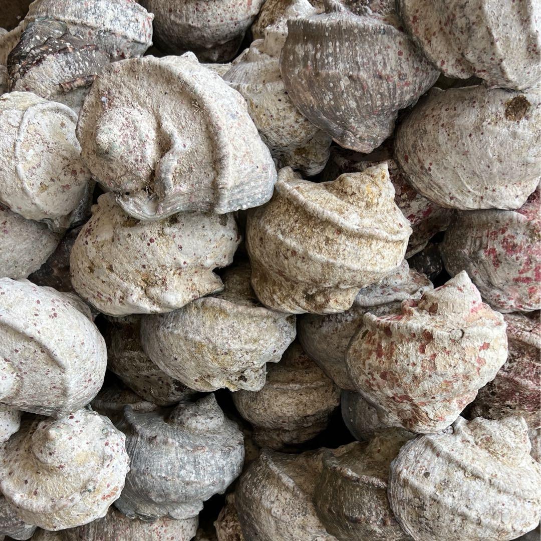お買い得！沖縄産 夜光貝 量り売り25kg（夜光貝（1個200〜300g