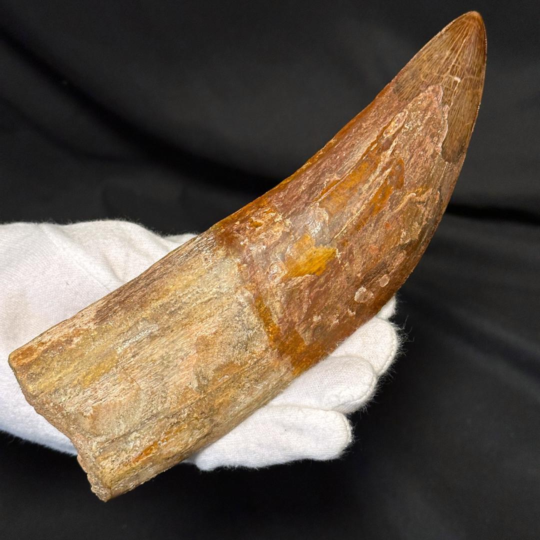 発掘証明書 19cm カルカロドントサウルス 歯 牙 化石 恐竜 獣脚類1328 発掘証明書 19cm カルカロドントサウルス 歯 牙 化石 恐竜 獣脚