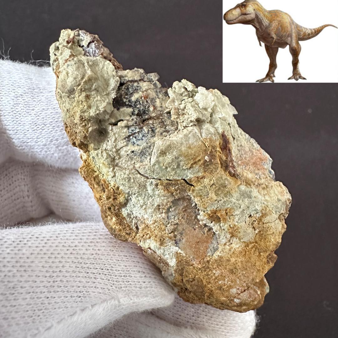 ティラノサウルス 歯 牙 化石 恐竜 獣脚類 鑑定書 1310（長崎で