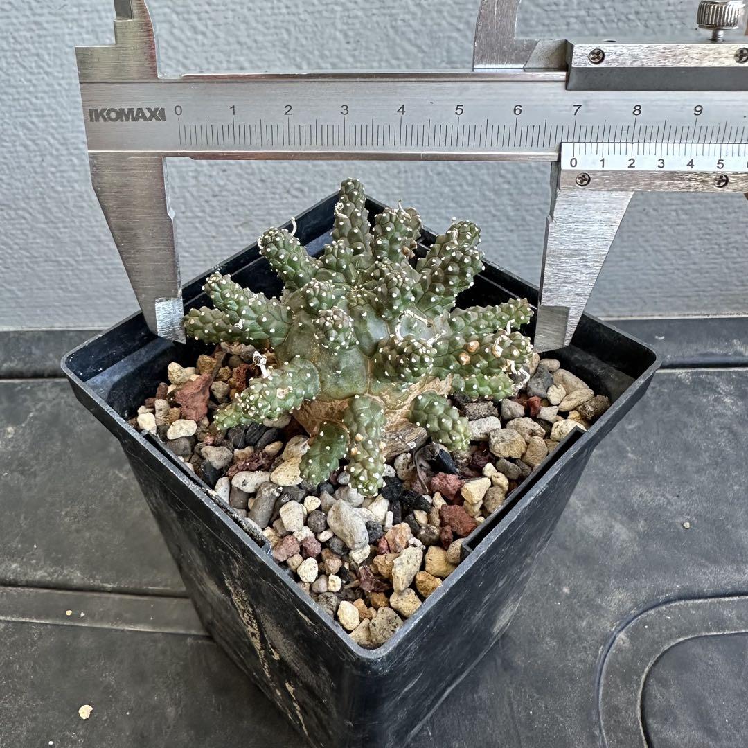【植物好き】ユーフォルビア ガムケンシス 実生 木質化 鉢ごと発送 植物好き様専用】ユーフォルビア ガムケンシス 実生 木質化 鉢