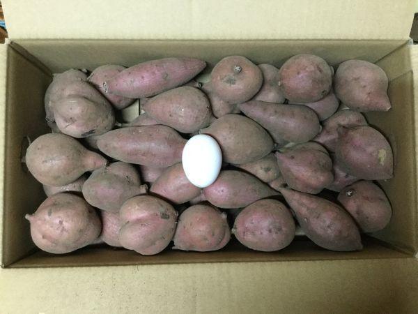 現品限り【本場種子島産】現品限り 完熟！安納芋紅Sサイズ 20