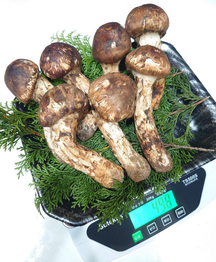 フレッシュ松茸・４ｋｇ・Ｍ 松茸