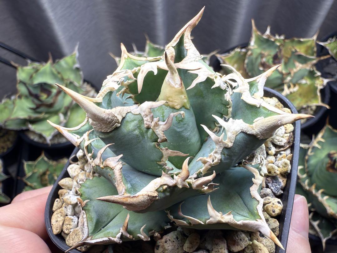 アガベ　オテロイ　CJspecial アガベ オテロイ FO-076 イラン産 SS級 - 観葉植物・生花