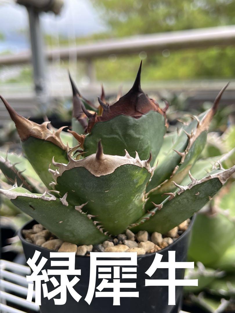 アガベ　チタノタ緑犀牛 アガベ チタノタ 緑犀牛 | hanayoshi-botanical