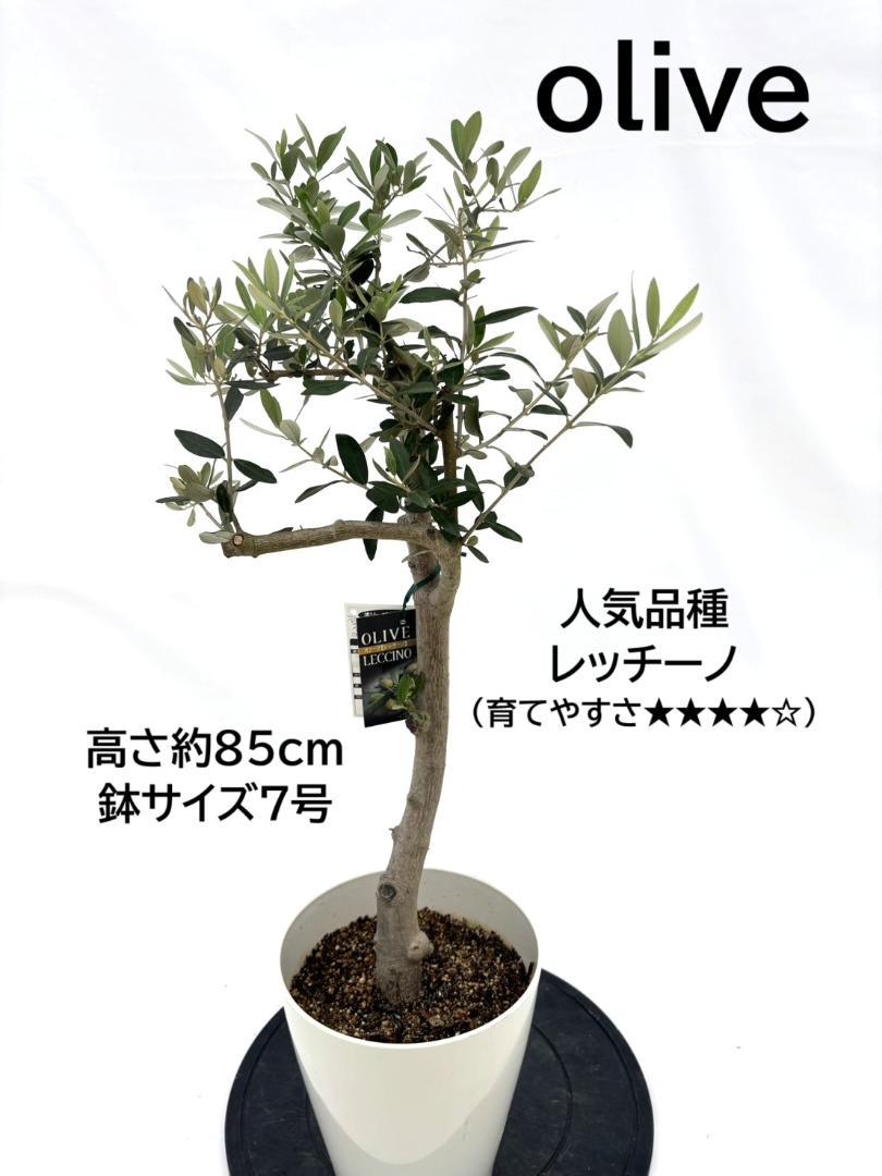 オリーブの木 レッチーノ 7号 約85cm NO.10544 人気品種 一点物