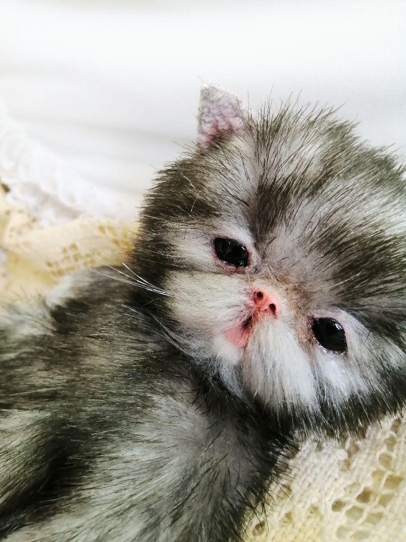 ポッケにゃん♡ベビー♡子猫ちゃん♡アートドール♡ぬいぐるみ♡ ポッケにゃん♡ベビー♡子猫ちゃん♡アートドール♡ぬいぐるみ
