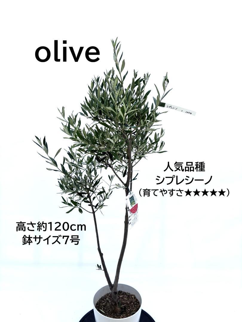 オリーブの木　シプレシーノ　7号　約130cm　NO.459　人気品種　一点物 オリーブの木 シプレシーノ 7号 約130cm NO.459 人気品種 一点物
