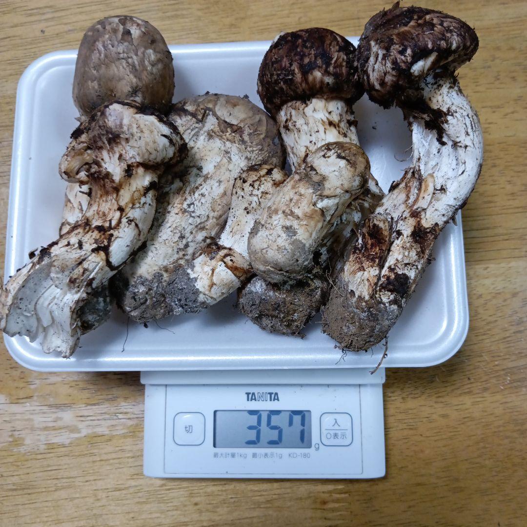 訳あり 岩手県産 松茸 （天然岩手産松茸 訳あり C品）