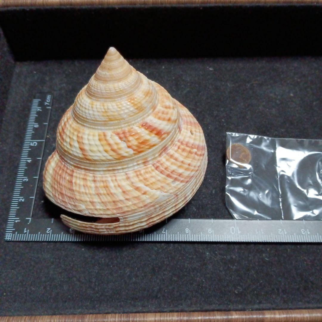貝殻標本　オキナエビス 自然・標本 :: 標本 :: ベニオキナエビス Hirase's Slit Shell