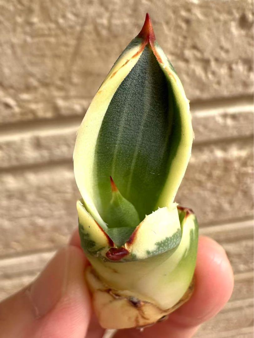 アガベ　パリートランカータ　オリザバ　orizaba 取り立て極上美株 LG Specimen! - Agave Parryi Truncata 'Orizaba' - アガベ