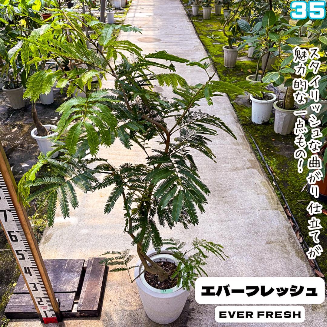 エバーフレッシュ35・曲がり仕立て、有機質用土、観葉植物